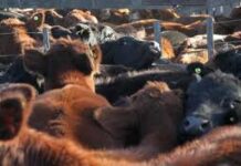 Los feetlots acaparan la hacienda de la industria exportadora de carne