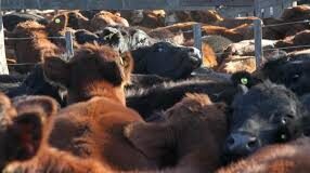 Los feetlots acaparan la hacienda de la industria exportadora de carne