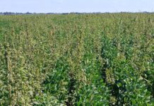 Confirman resistencia de yuyo colorado al herbicida sulfentrazone