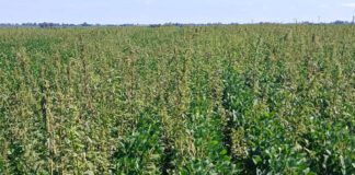 Confirman resistencia de yuyo colorado al herbicida sulfentrazone