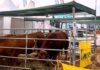 En Expoagro 2025, Limousin mostró sus ventajas como raza carnicera