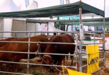 En Expoagro 2025, Limousin mostró sus ventajas como raza carnicera