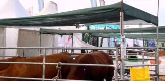 En Expoagro 2025, Limousin mostró sus ventajas como raza carnicera