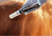 El Gobierno habilitó a los veterinarios independientes a vacunar contra la aftosa y brucelosis