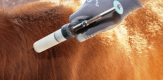 El Gobierno habilitó a los veterinarios independientes a vacunar contra la aftosa y brucelosis