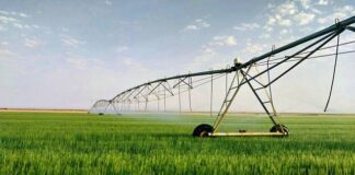 El agro argentino pierde hasta el 50% de su agua