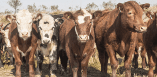 Mendoza definió una hoja de ruta para alcanzar el 30% de autoabastecimiento ganadero