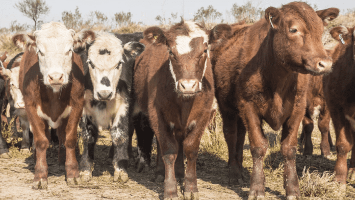 ALERTA-PARA-LA-GANADERIA (1)