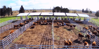 Viento de cola para la ganadería a corral