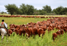 Braford despliega toda su potencia genética y productiva en Expoagro 2026