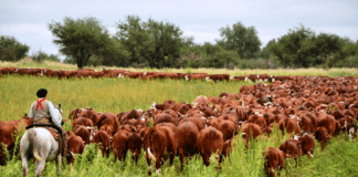 Braford despliega toda su potencia genética y productiva en Expoagro 2026