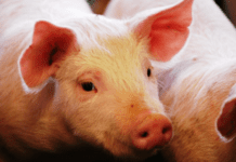 Créditos por casi $14.000 millones destinados al sector porcino fueron otorgados por el BICE