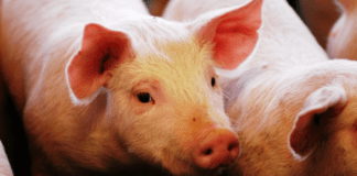 Créditos por casi $14.000 millones destinados al sector porcino fueron otorgados por el BICE