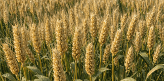 Con una cosecha récord, la comercialización de trigo avanza a buen ritmo