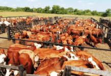 El 8 de abril arranca en Bordenave un nuevo ciclo de las Jornadas a campo del IPCVA