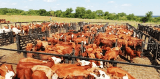 El 8 de abril arranca en Bordenave un nuevo ciclo de las Jornadas a campo del IPCVA