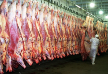 Disminuyó en febrero el traslado de hacienda a faena