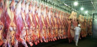 Disminuyó en febrero el traslado de hacienda a faena