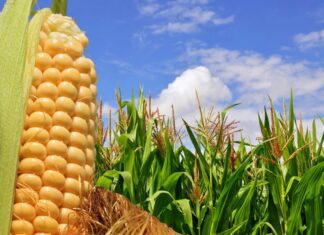 Integración y tecnología: el camino del agro cordobés para agregar valor