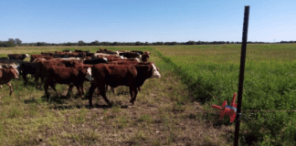 El norte cordobés mejorará la sanidad de su ganadería