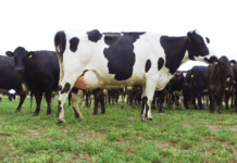 Encuesta de CREA: la ganadería de carne lidera el optimismo en el agro