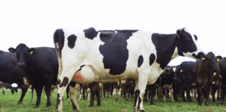 Encuesta de CREA: la ganadería de carne lidera el optimismo en el agro