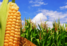 Oficial: fuerte salto de producción de maíz, con más área y mejores condiciones
