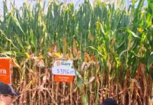 El maíz bajo riego en Patagonia, con un primer encuentro de altísimo nivel técnico