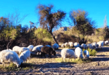 La UNLZ impulsa una diplomatura internacional en producción ovina con inicio en abril