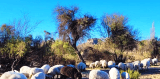 La UNLZ impulsa una diplomatura internacional en producción ovina con inicio en abril