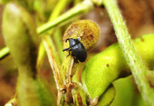 Picudo negro: confirman el avance del insecto en cultivos de soja