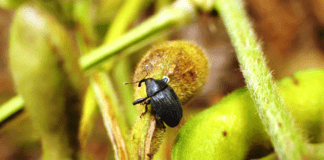 Picudo negro: confirman el avance del insecto en cultivos de soja