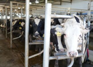 Ambiente entregó el primer certificado de Registro de Huella de Carbono a una industria láctea