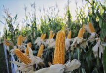 Una semillera fortalece su presencia en Expoagro con un porfolio de alto rendimiento y más servicios para el productor