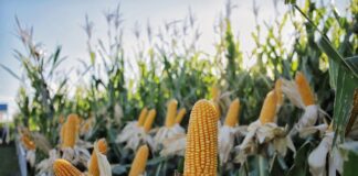 Una semillera fortalece su presencia en Expoagro con un porfolio de alto rendimiento y más servicios para el productor
