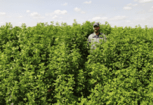 CONICET-UNL impulsan la innovación forrajera