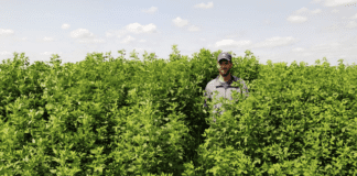 CONICET-UNL impulsan la innovación forrajera