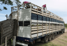 Coninagro Córdoba pide eliminar las tasas por guías ganaderas
