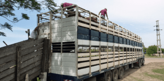 Coninagro Córdoba pide eliminar las tasas por guías ganaderas