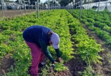 Ya están abiertas las inscripciones al programa La Huerta en Tu Hogar 2026