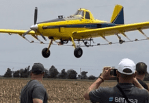La receta argentina contra la langosta que sorprende al mundo