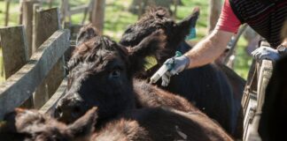 Con una nueva vacuna aprobada, comenzó la vacunación antiaftosa en la mayoría de las provincias