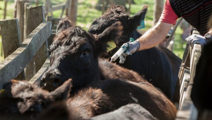 aftosa-vacunacion