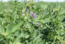 El uso adecuado de bioestimulantes puede aumentar en un 100% la producción de pasturas