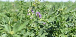 El uso adecuado de bioestimulantes puede aumentar en un 100% la producción de pasturas