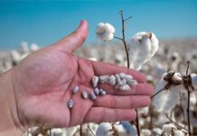 Argentina revisa la normativa sobre OMG para impulsar la innovación en la agricultura