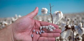 Argentina revisa la normativa sobre OMG para impulsar la innovación en la agricultura