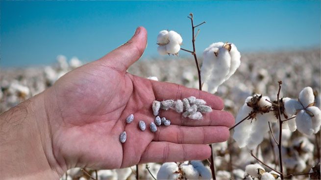 algodon-semillas