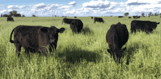 Con mayor apertura comercial, la ganadería vuelve a atraer capital productivo.