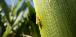 Entre Ríos presentó un laboratorio para detectar el patógeno del achaparramiento del maíz